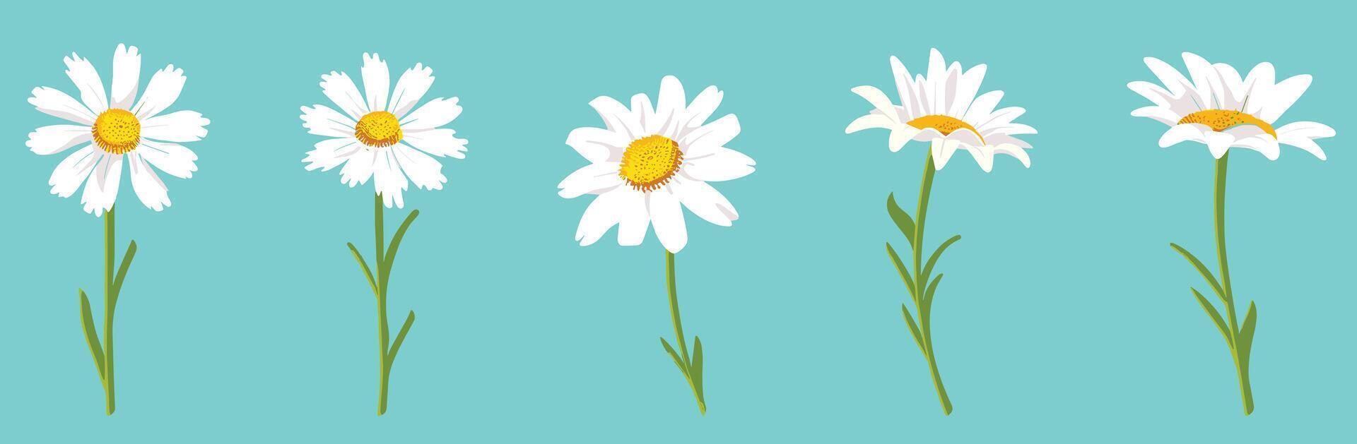 Five white daisies with green stems on a vibrant blue background illustrate nature's simplicity and beauty. vector
