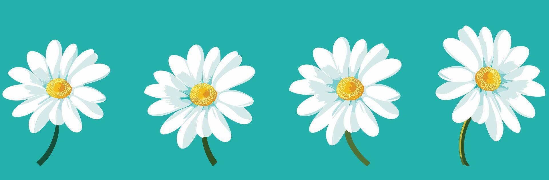 Illustration of four white daisies with yellow centers on a teal background. vector
