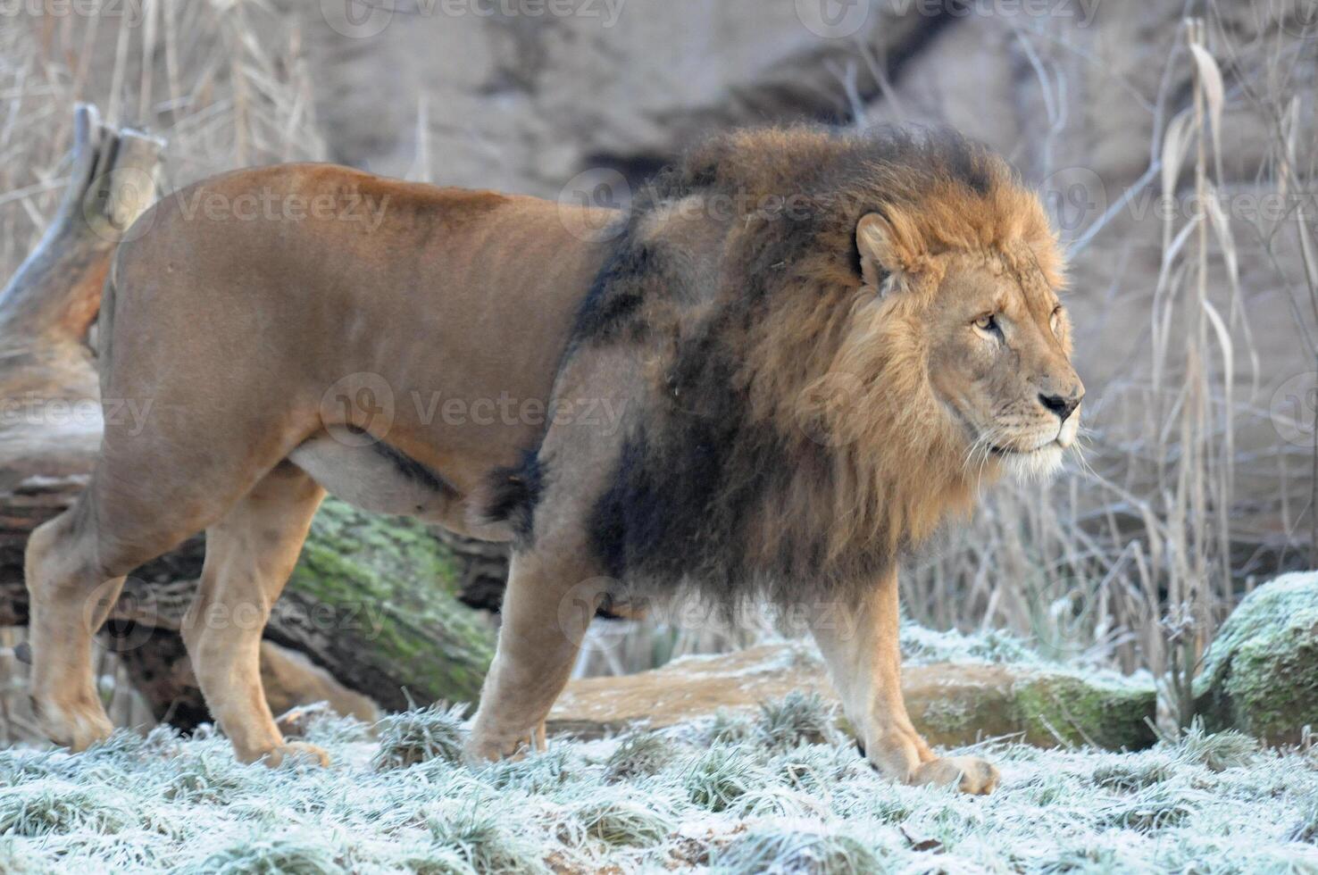 big lion in a zoo photo