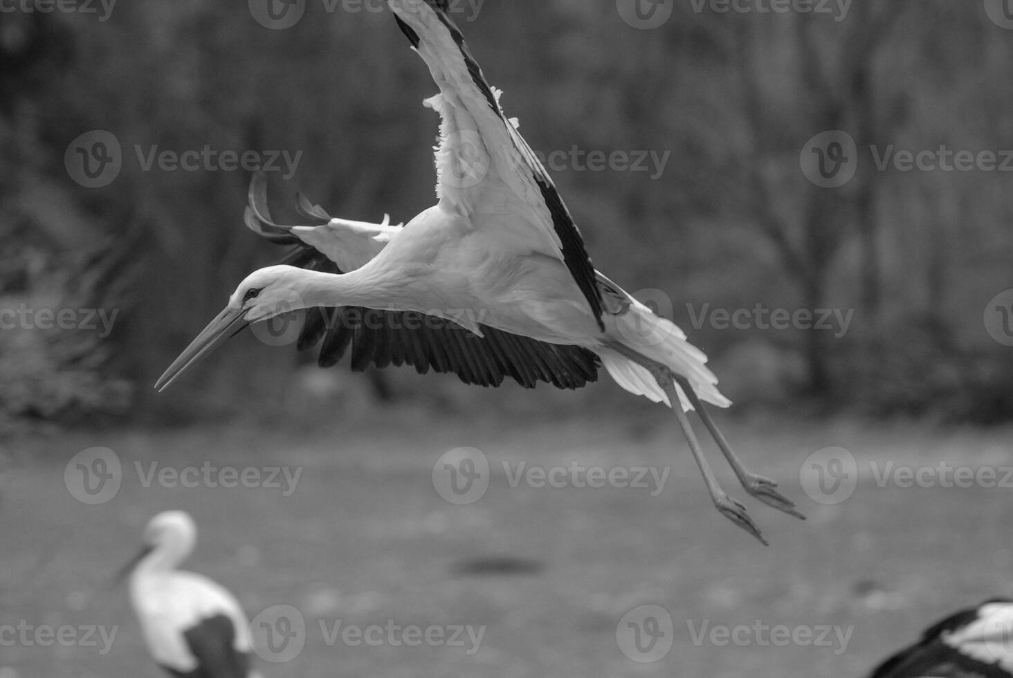 animals in the zoo photo