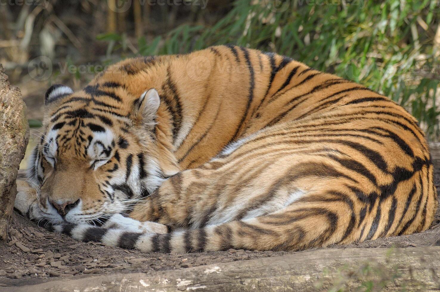 animals in the zoo photo