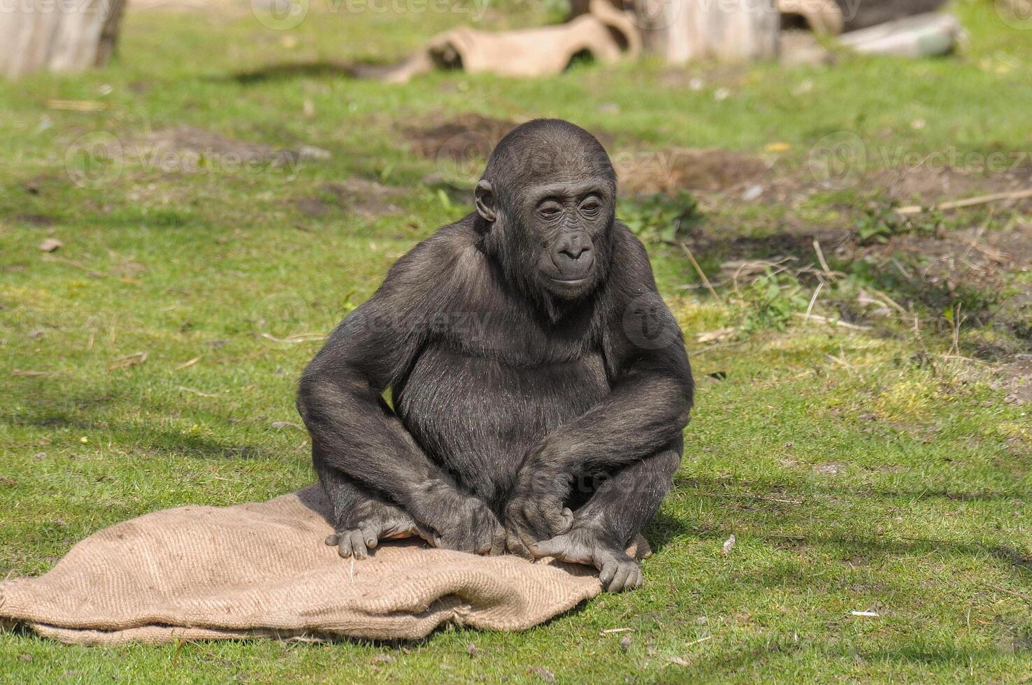 animals at a german zoo photo
