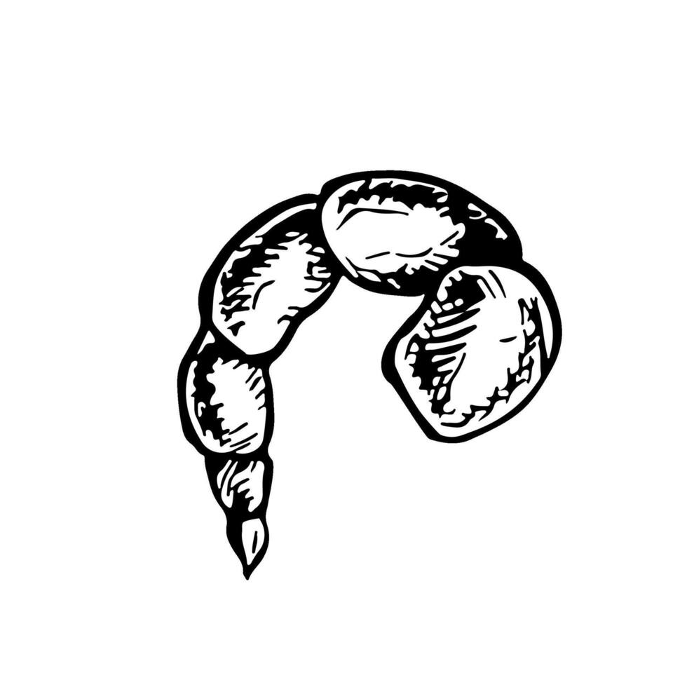 The prawns are cooked. graphics with the image of butchered shrimp. A hand-drawn black and white illustration of the dish. On a white background. For a menu or label. For cooking recipes. vector