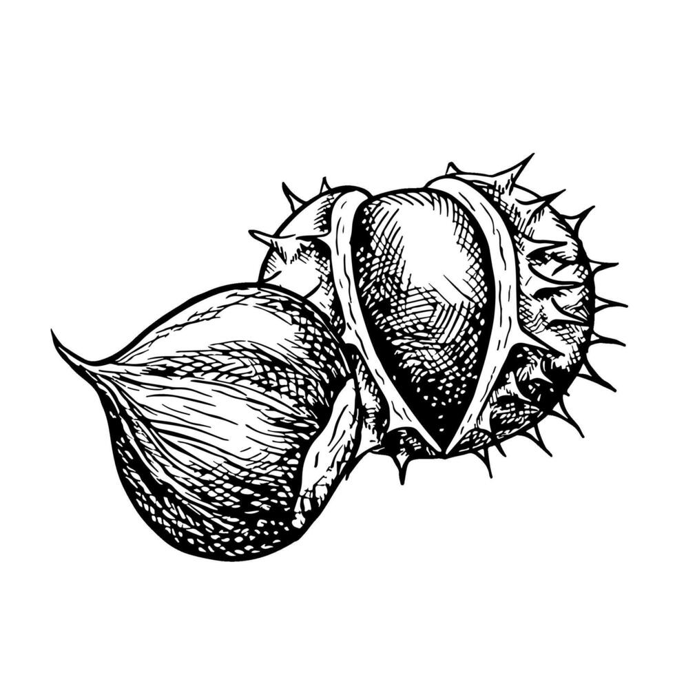 The chestnut is peeled and peeled. graphics depicting the fruits of a ripe chestnut tree. A black and white hand-drawn illustration. On a white background. Great for stickers, flyers, packages. vector