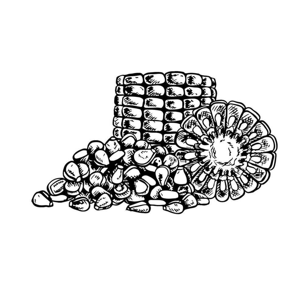A sliced corn cob and a handful of grains. graphics with the image of corn. Black and white hand-drawn illustration. On a white background. Great for labels, banners, posters and packages. vector