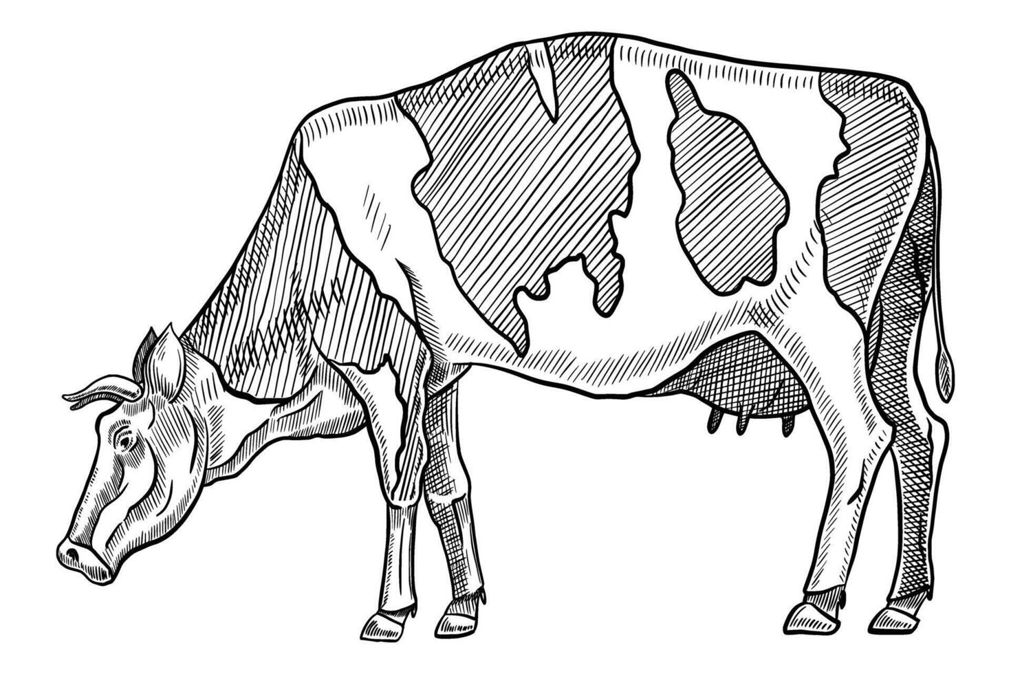 cow drawing outline