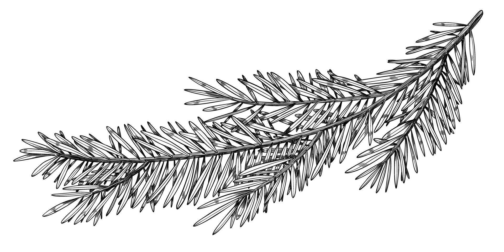 illustration of Pine or Fir branches. Outline Drawing with Christmas tree on isolated background for New Year greeting cards or holiday invitations. Black line art of Coniferous twigs for Xmas. vector