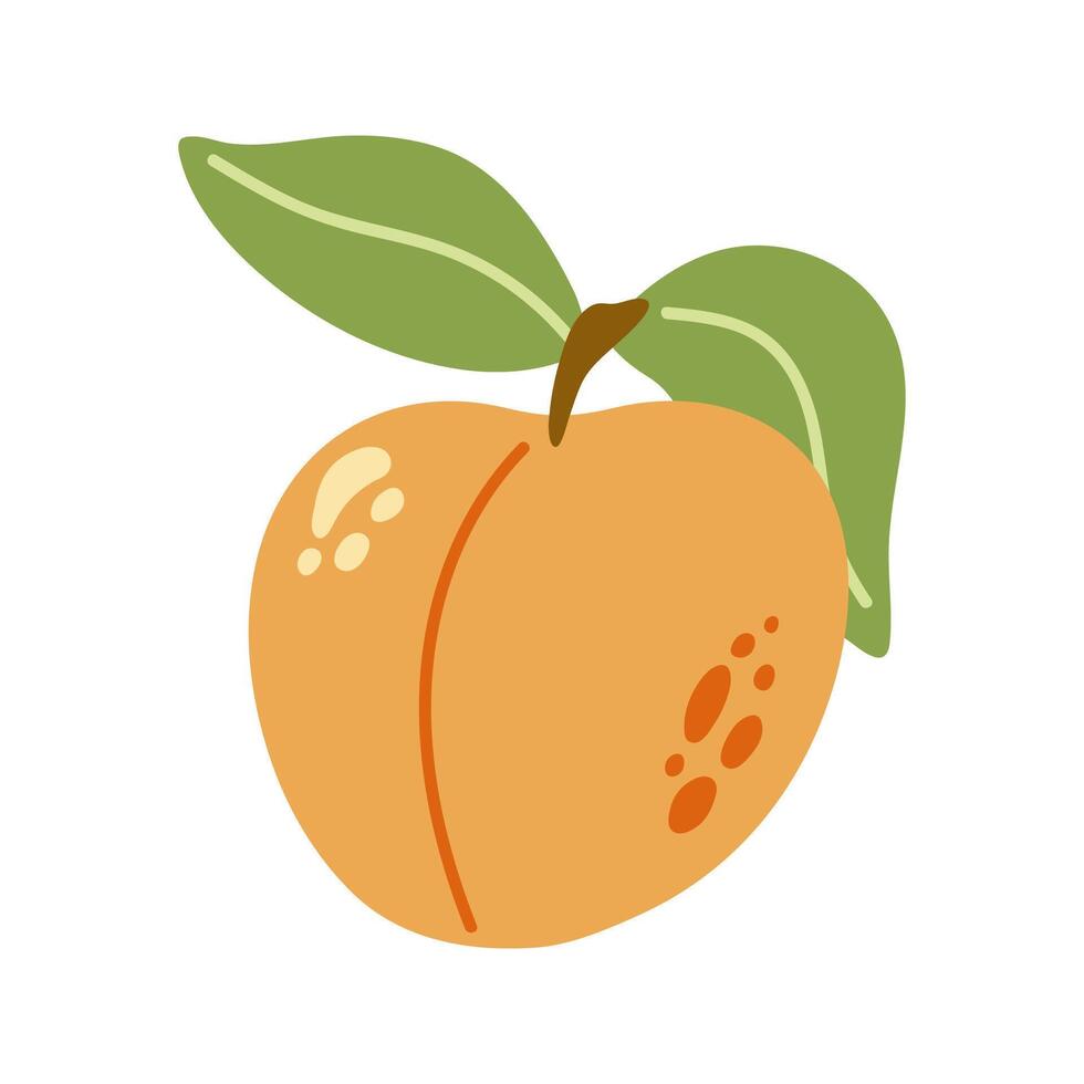 Summer juicy orange apricot with leaf. Hand drawn cartoon fruit illustration. vector