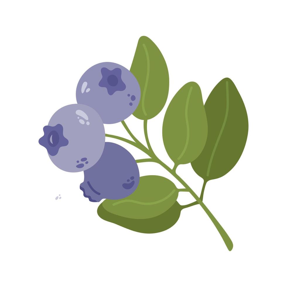 Summer blueberries with leaves. Hand drawn cartoon berries illustration. vector