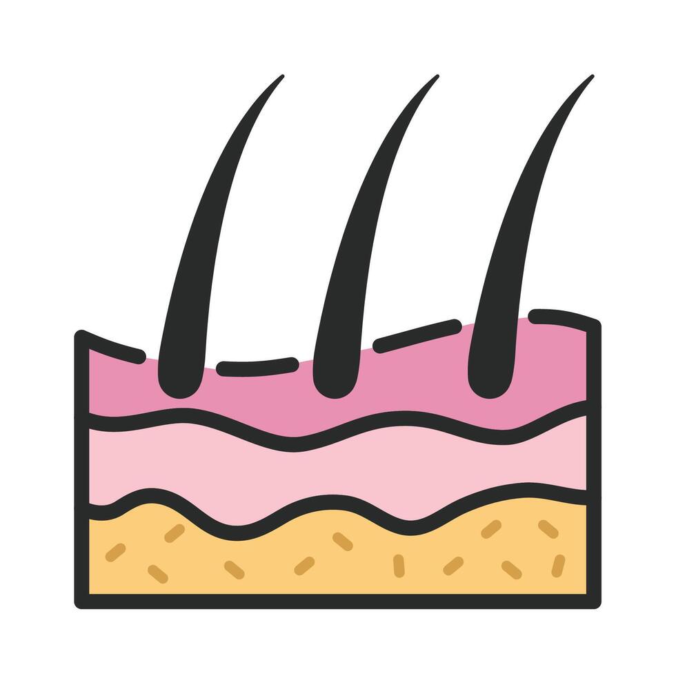 Illustration of Skin Layers and Hair Follicles vector