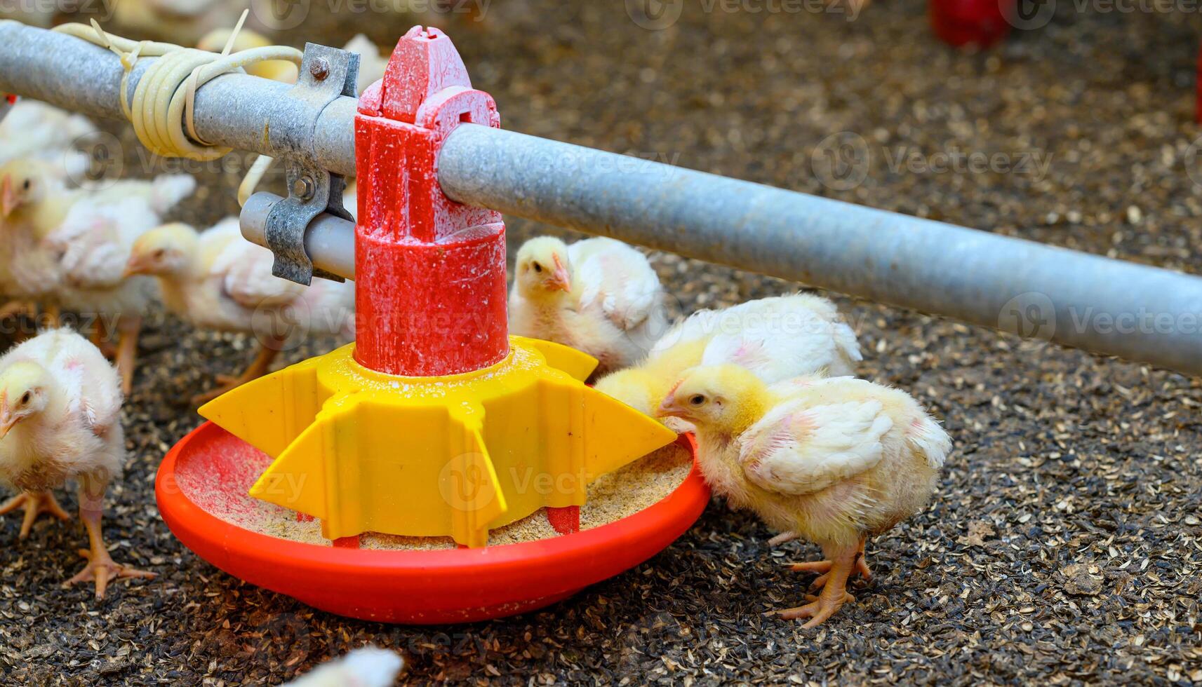 Breeding poultry. Yellow chicks eating compound feed from special feeders. Food production industry. Close-up photo