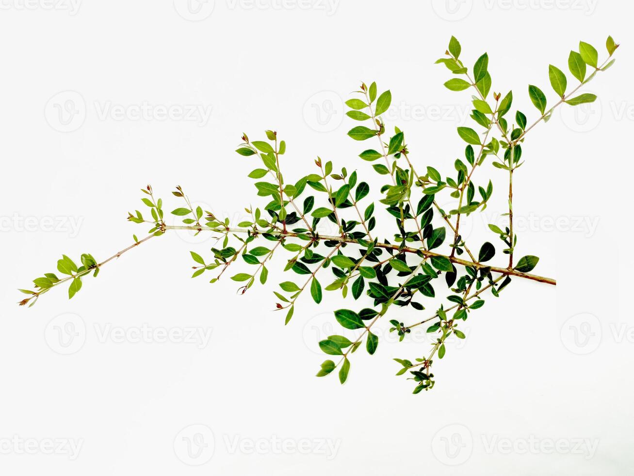 Evergreen Realistic Mehadi brunch and Leaves Isolated on White background photo