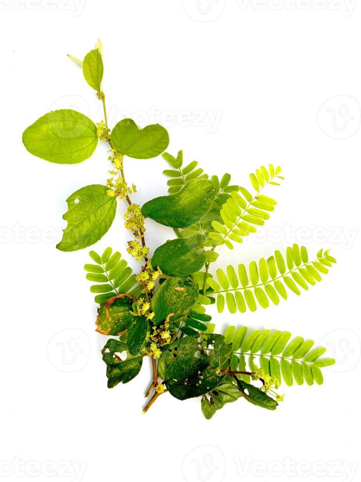 Realistic green plant twigs with leaves on a white background photo