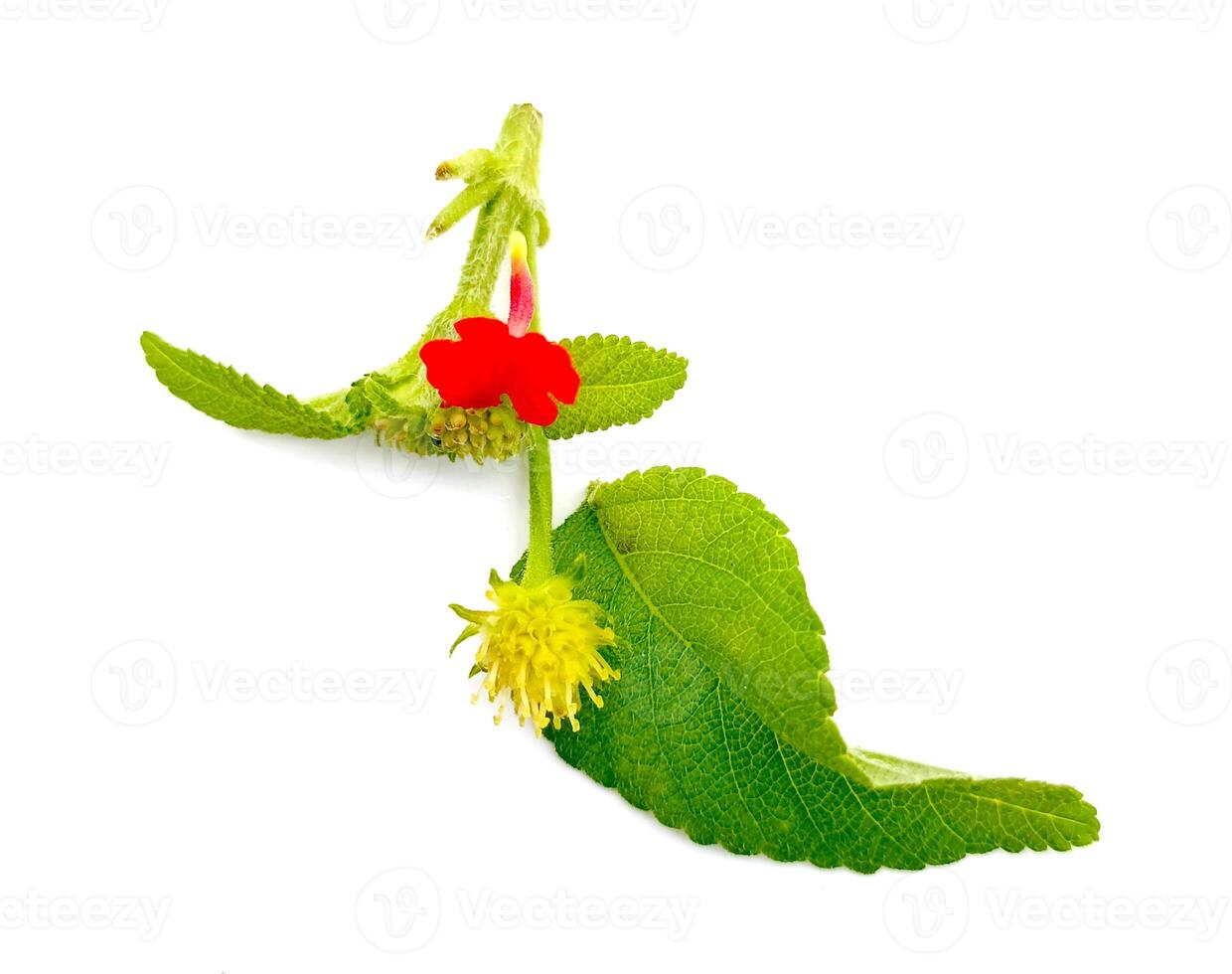 Evergreen Realistic Leaves and Flower Isolated on White background photo