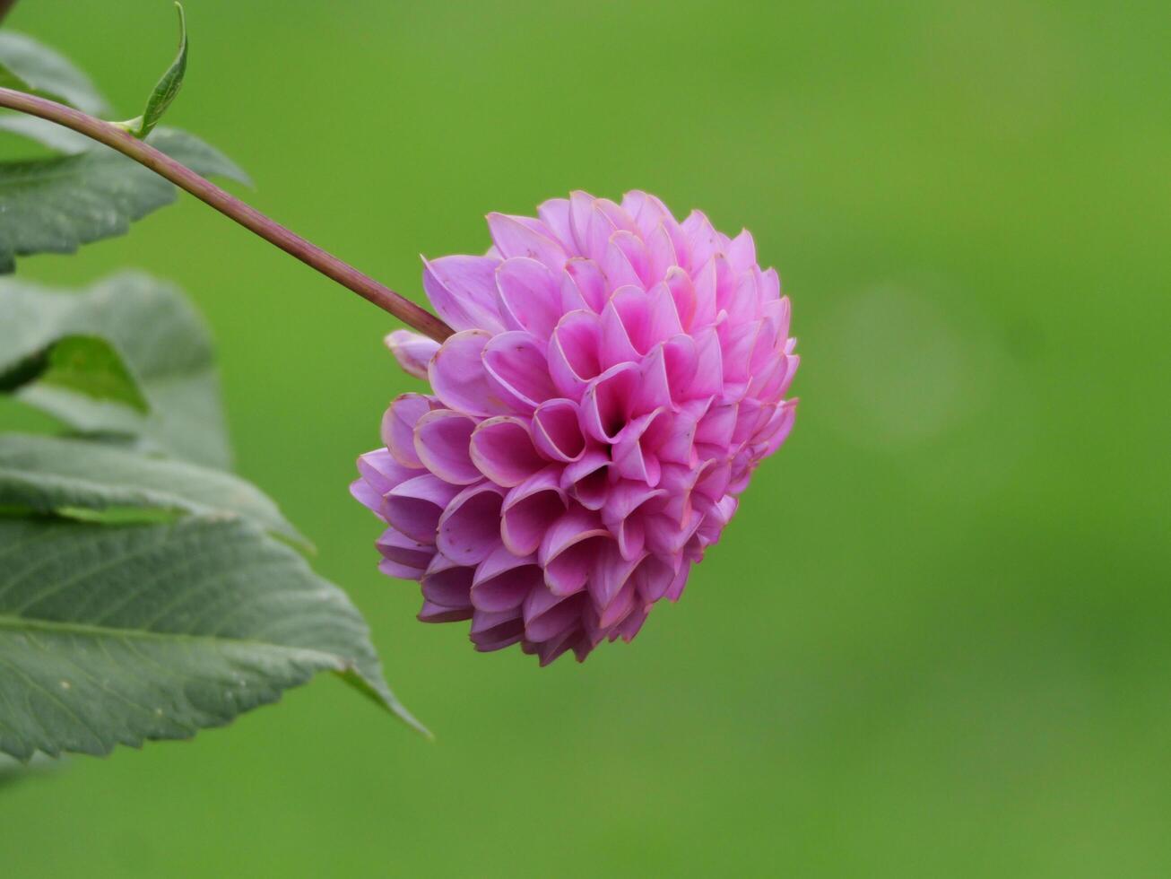 A purple flower is growing on a green stem photo