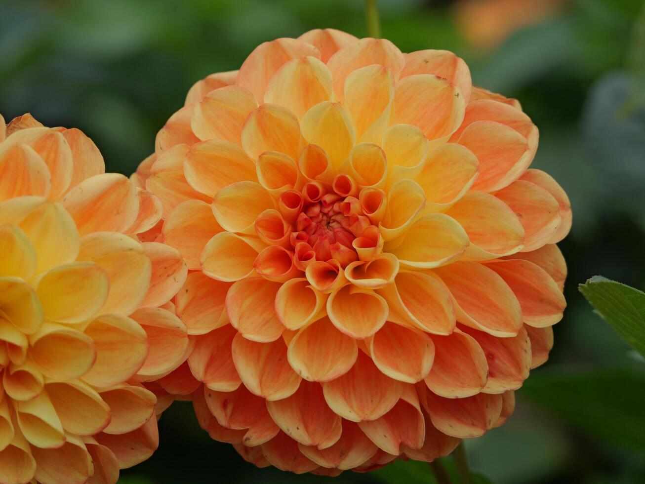 Orange and yellow dahlia flowers in the garden photo