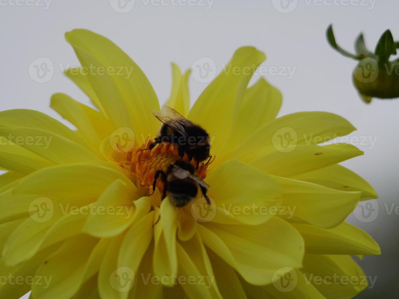 A bee and a flower photo