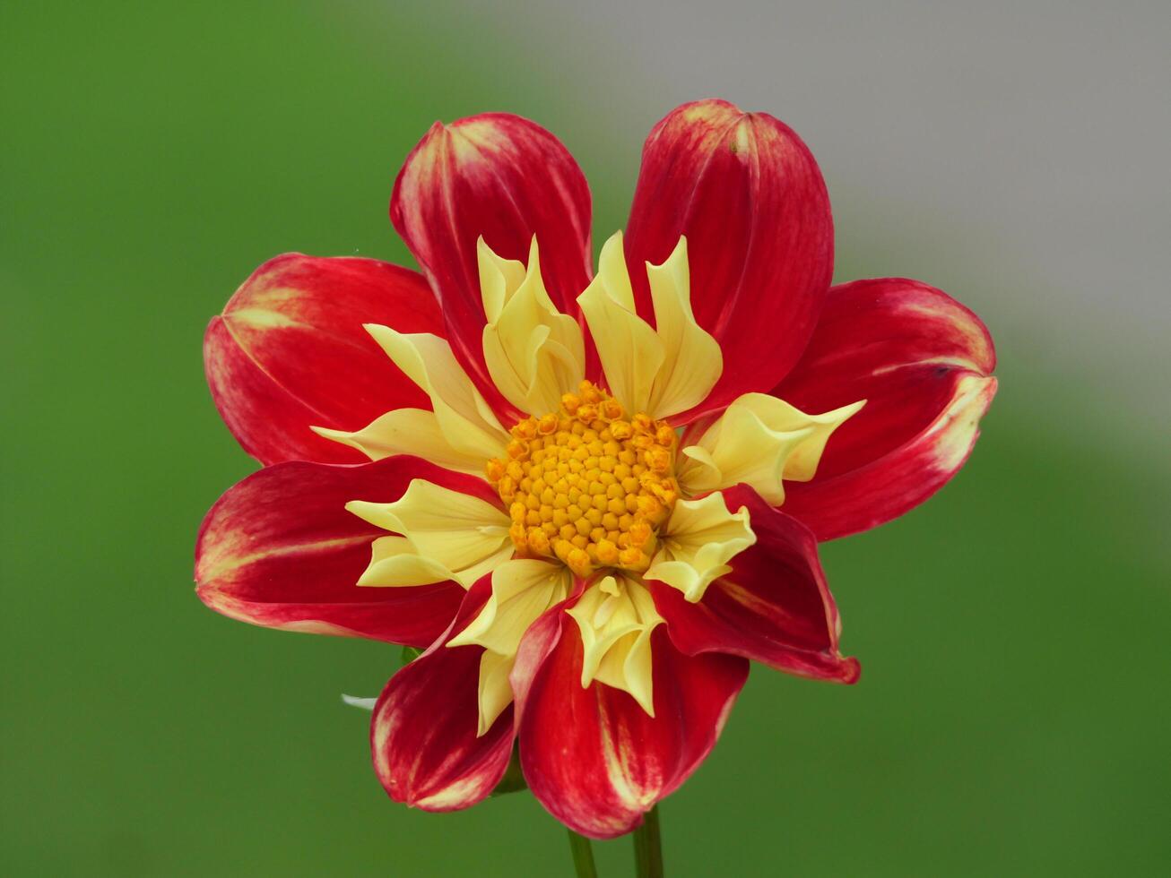 A red and yellow flower photo