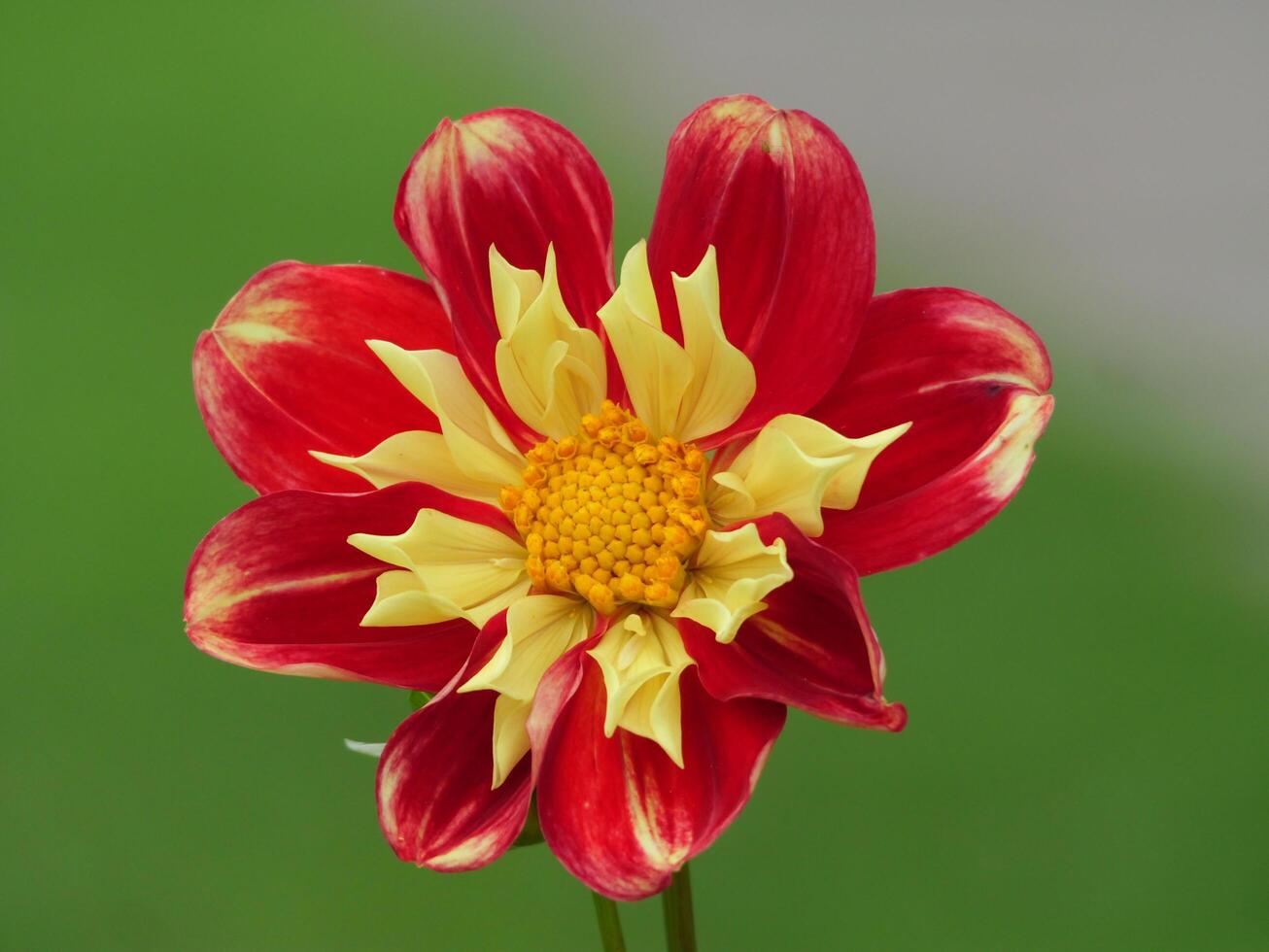 A red and yellow flower photo