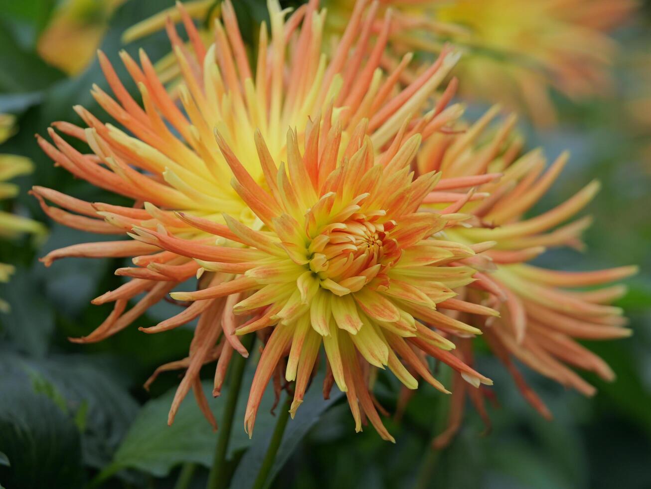 Orange and yellow flowers are blooming in the garden photo