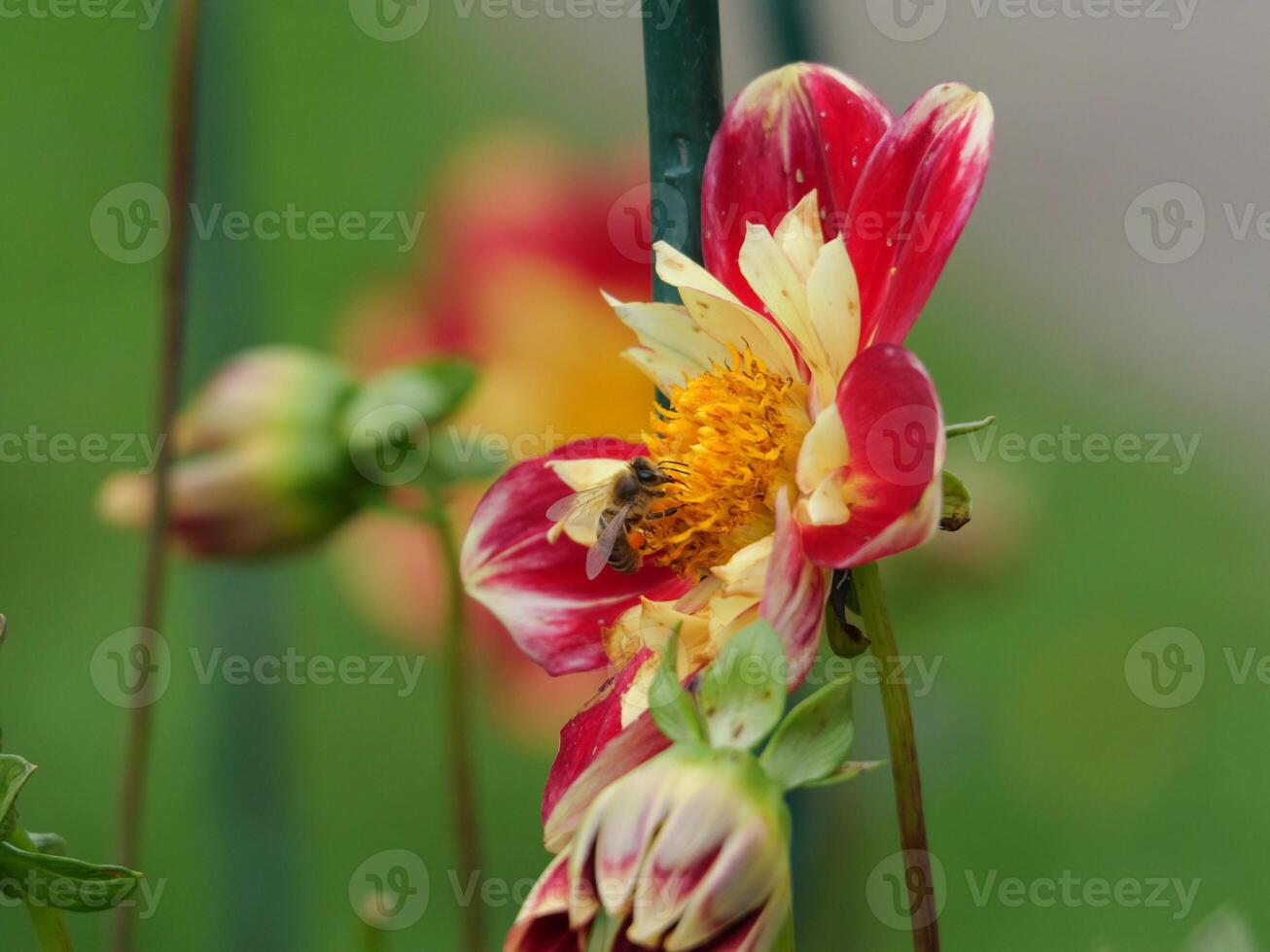 A bee is on a flower photo