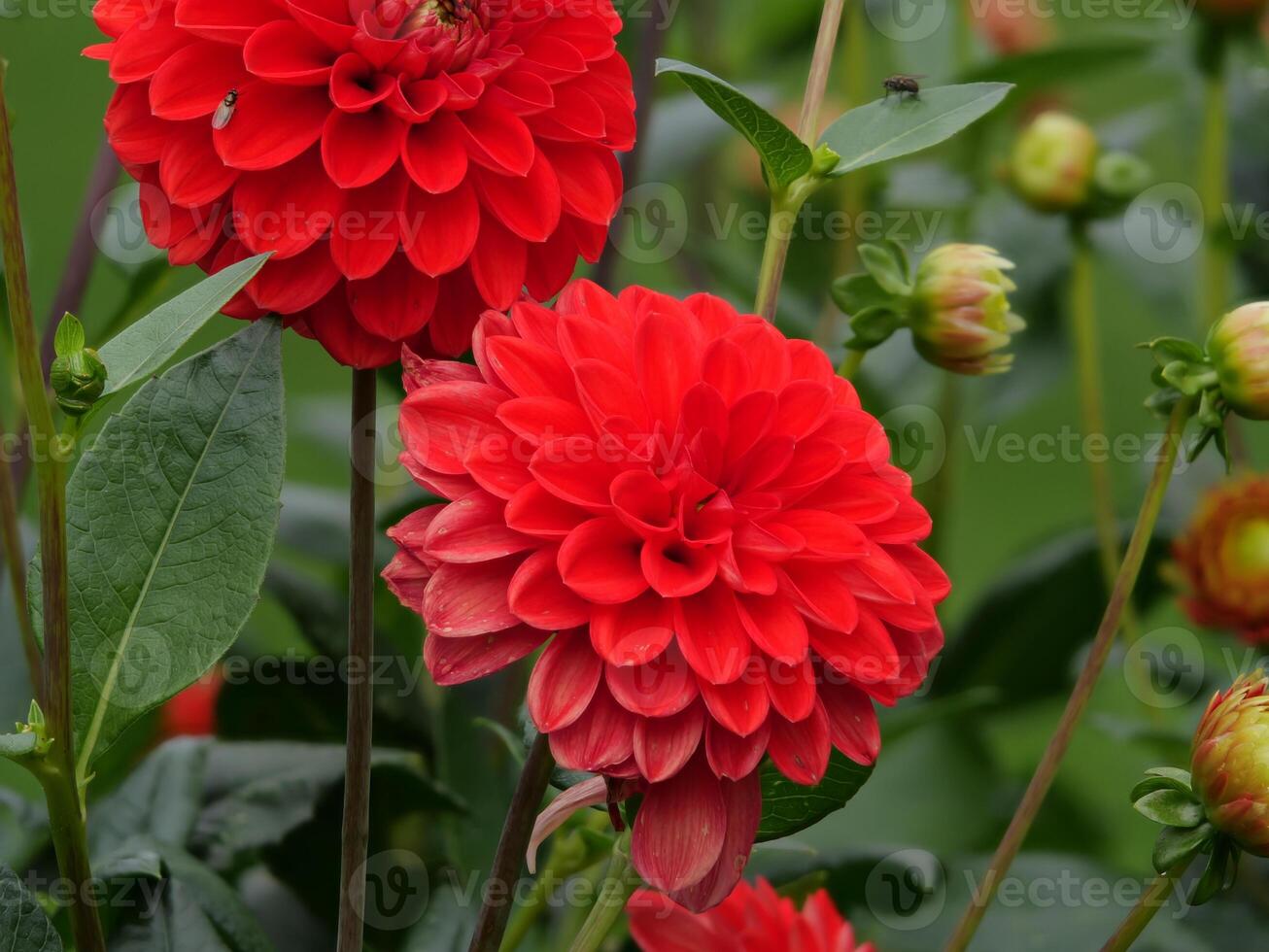 A close up of two red flowers photo