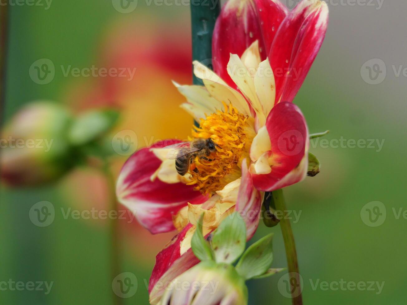 A bee is on a flower photo