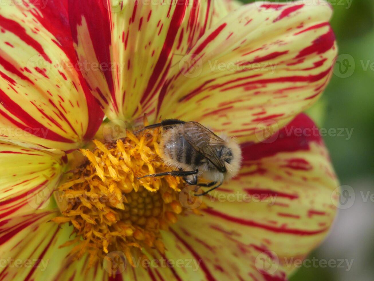 A bee on a flower photo