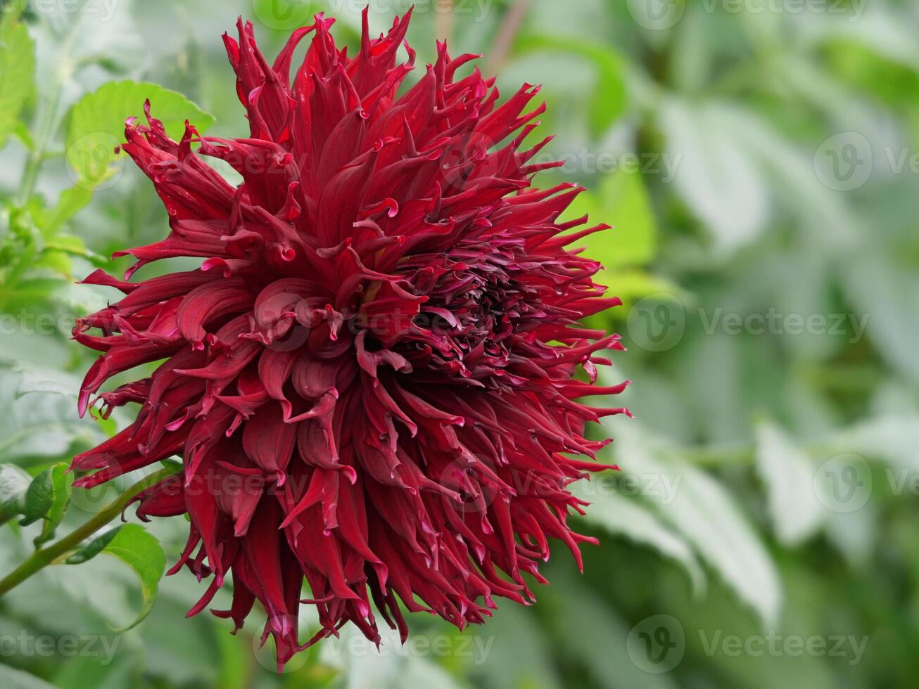 A large red flower with many leaves in the background photo