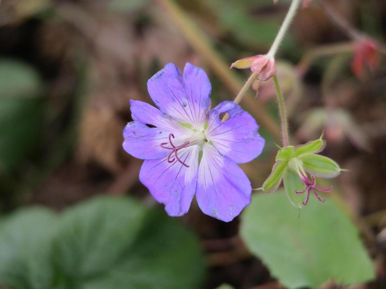 A single purple flower with green leaves photo
