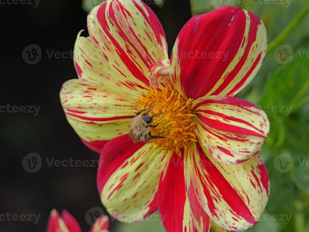 A bee on a flower photo