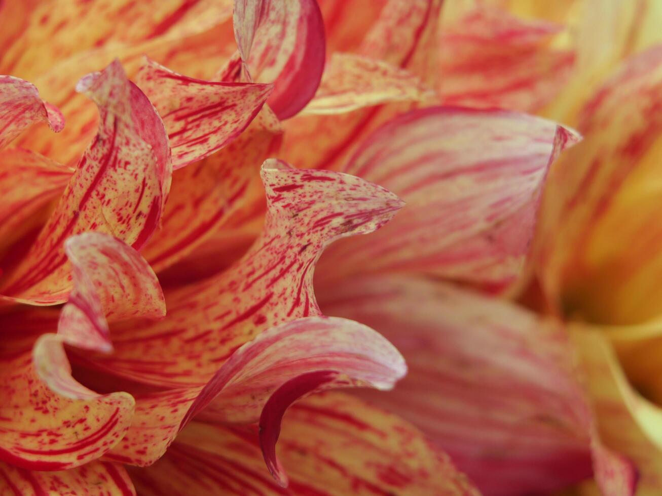 A close up of a yellow and red flower photo