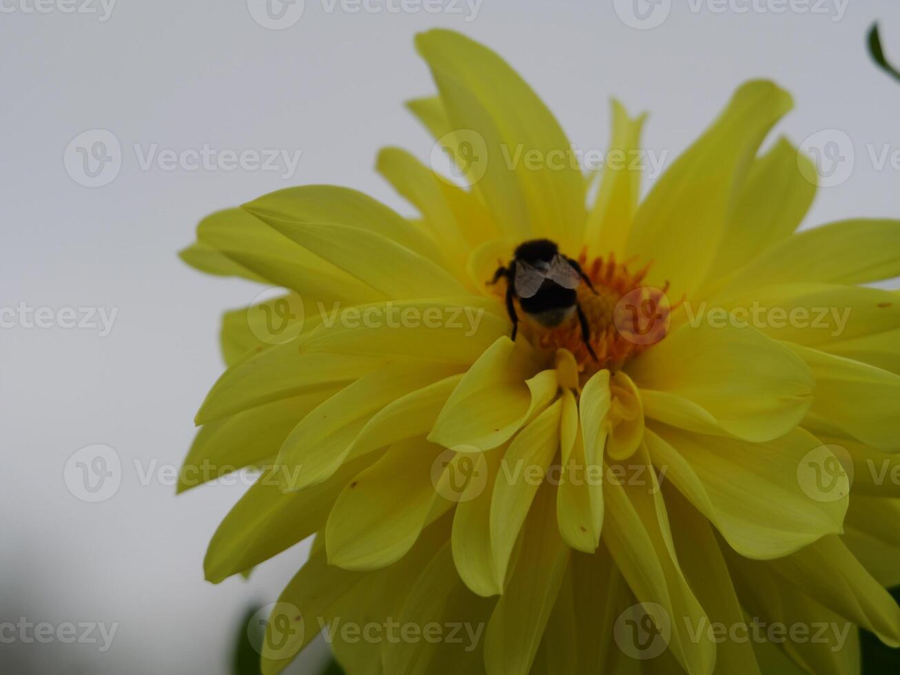 A bee on a yellow flower photo