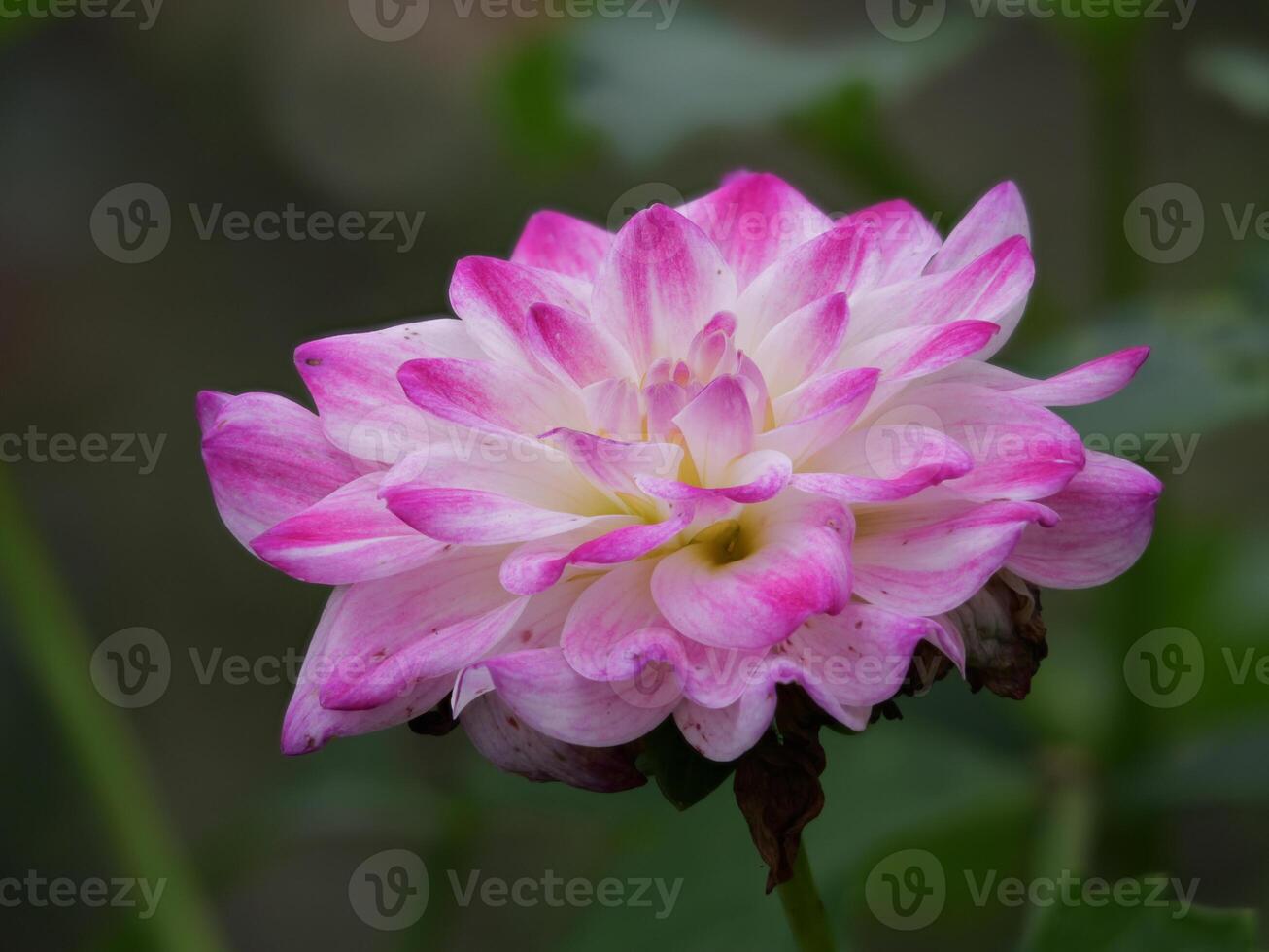 A pink and white flower with green leaves photo