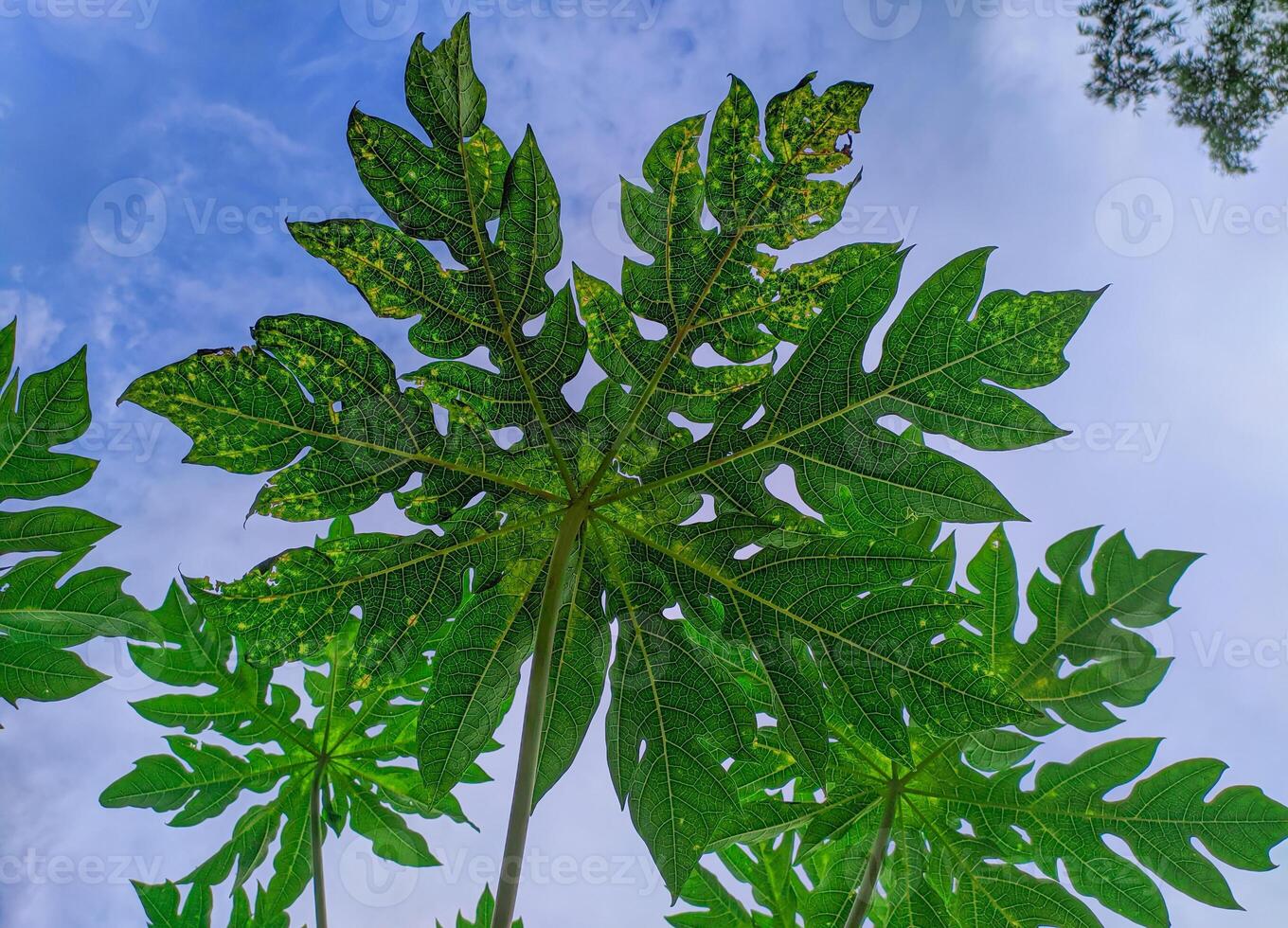 Papaya leaves with blue sky background. CloseUp detail of green papaya leaves photo