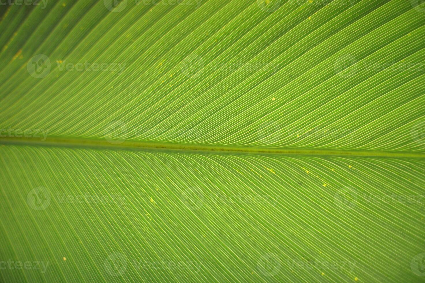 Closeup green Calathea leaf photo