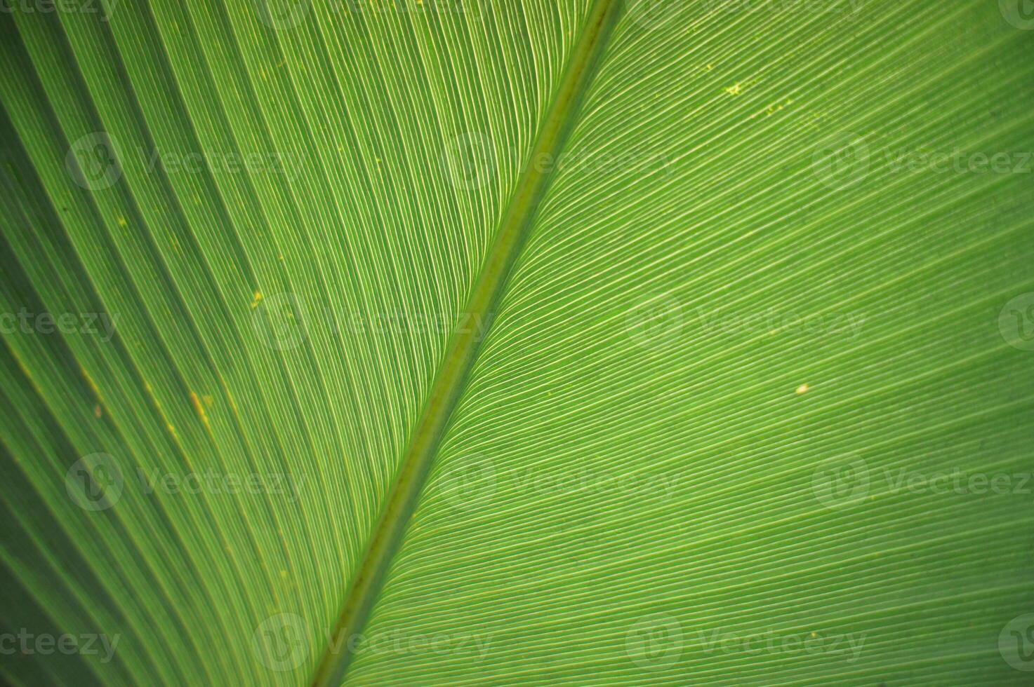Closeup green Calathea leaf photo