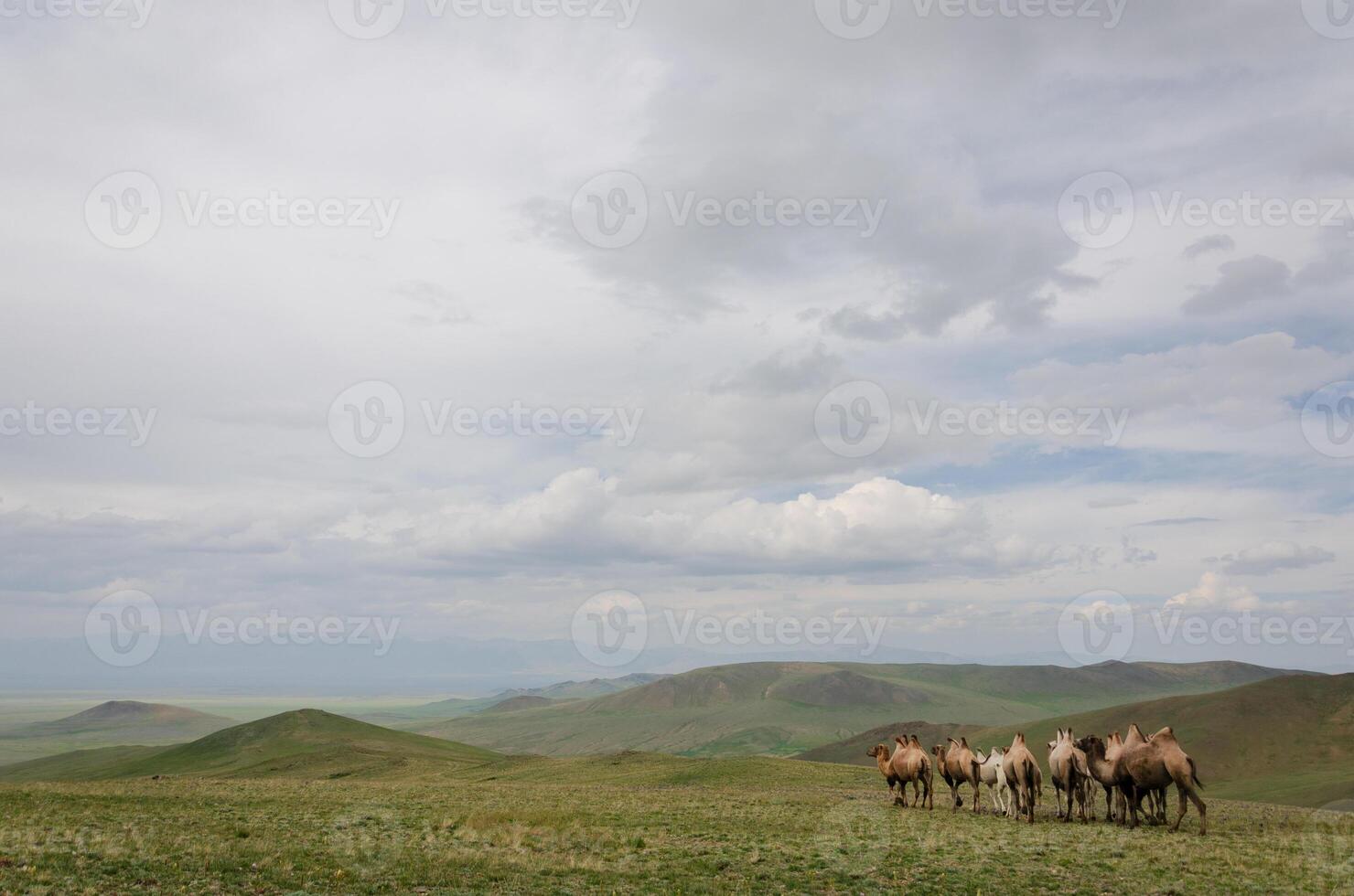 Camels on the background of a downpour on the horizon with a beautiful view of the open spaces. beautiful photo of nature and animals