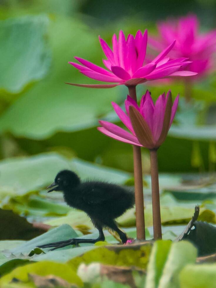Beautiful blooming flower photo