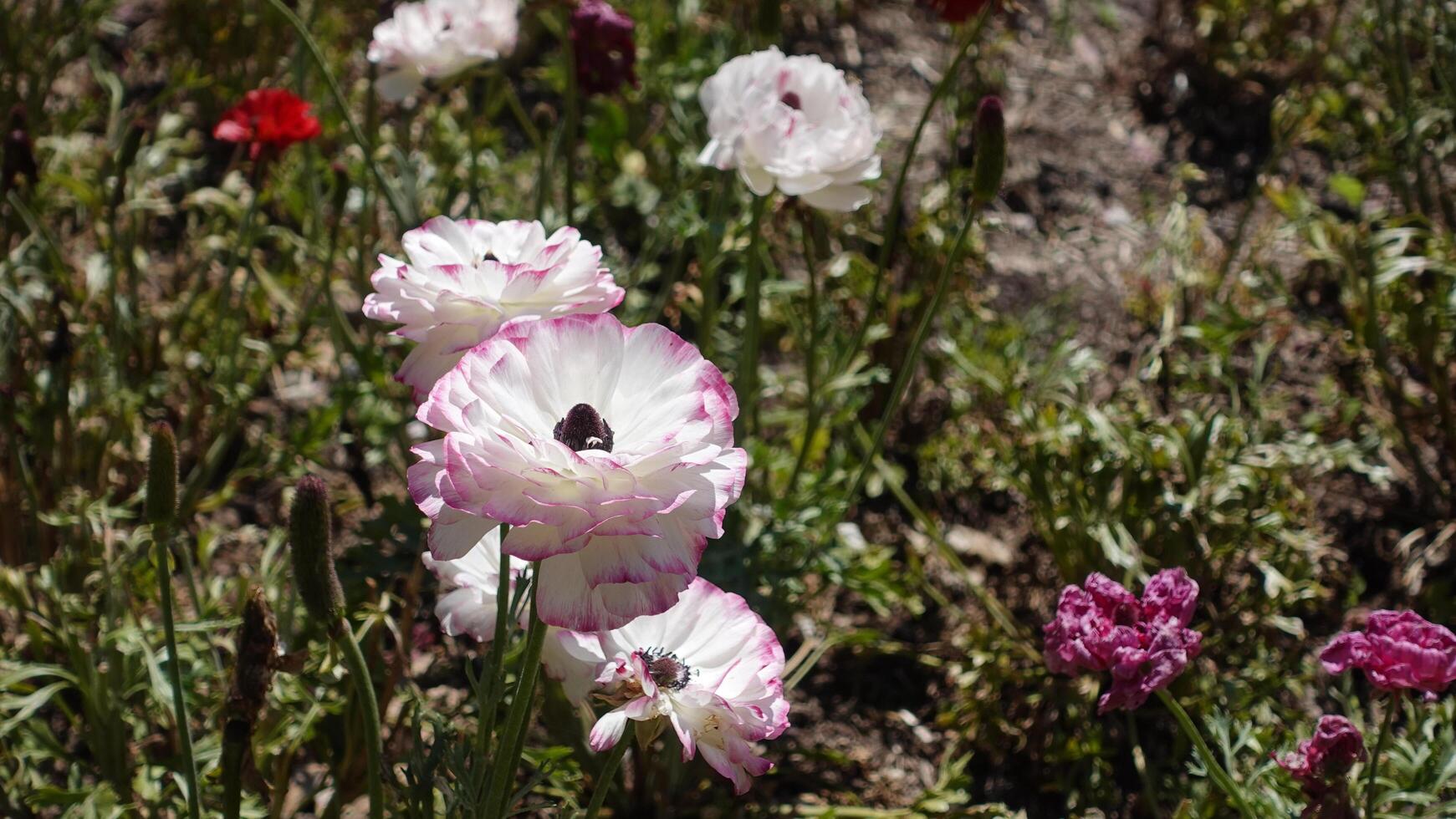 A flower bed with white pink Ranunculus or Buttercups usually flower in the spring, Soft hairy herb with long spreading hairs on the lower stem photo