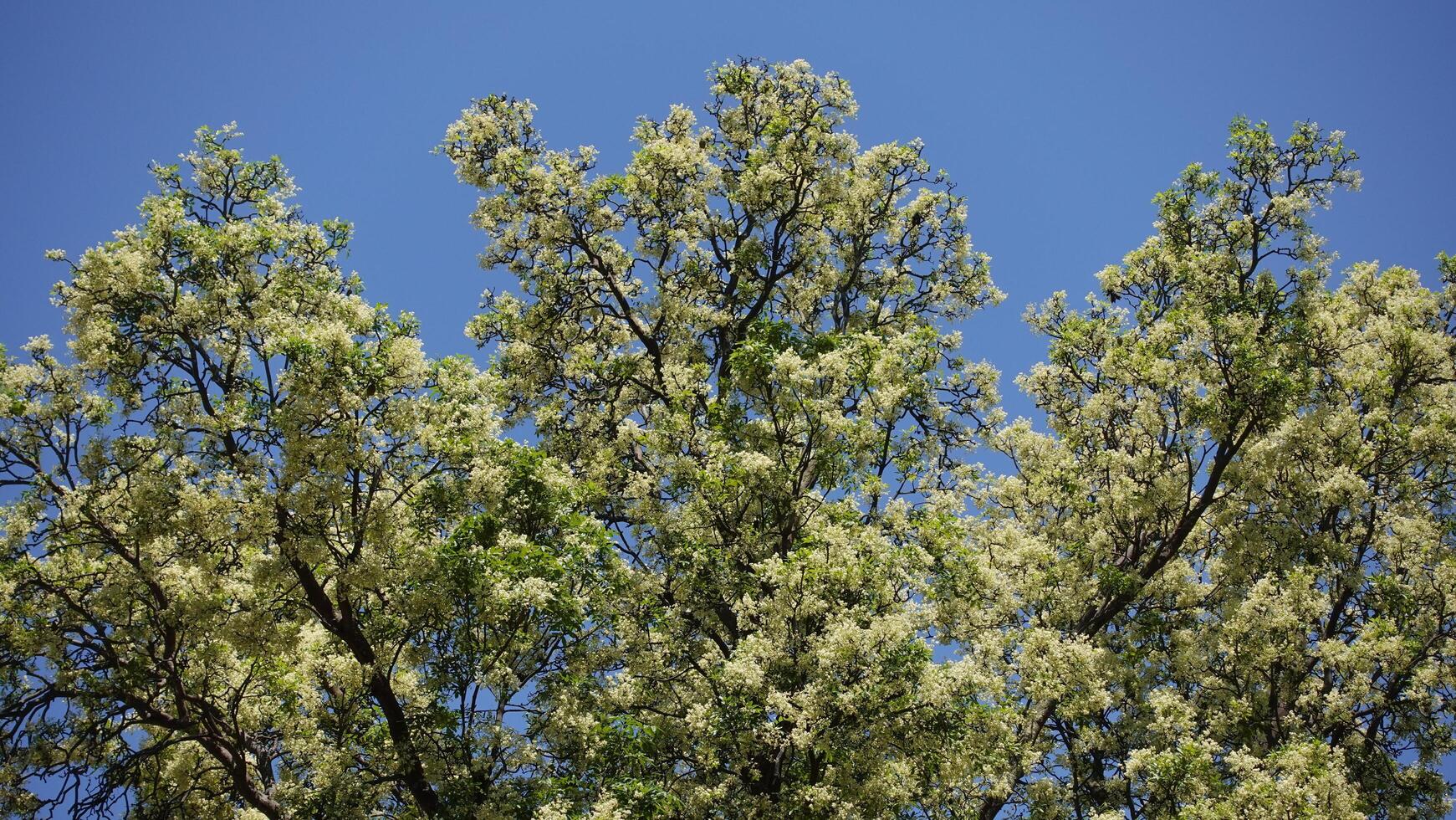 Flindersia schottiana, commonly known as bumpy ash, cudgerie or silver ash, is a species of rainforest tree with panicles of white flowers with blue sky background. photo
