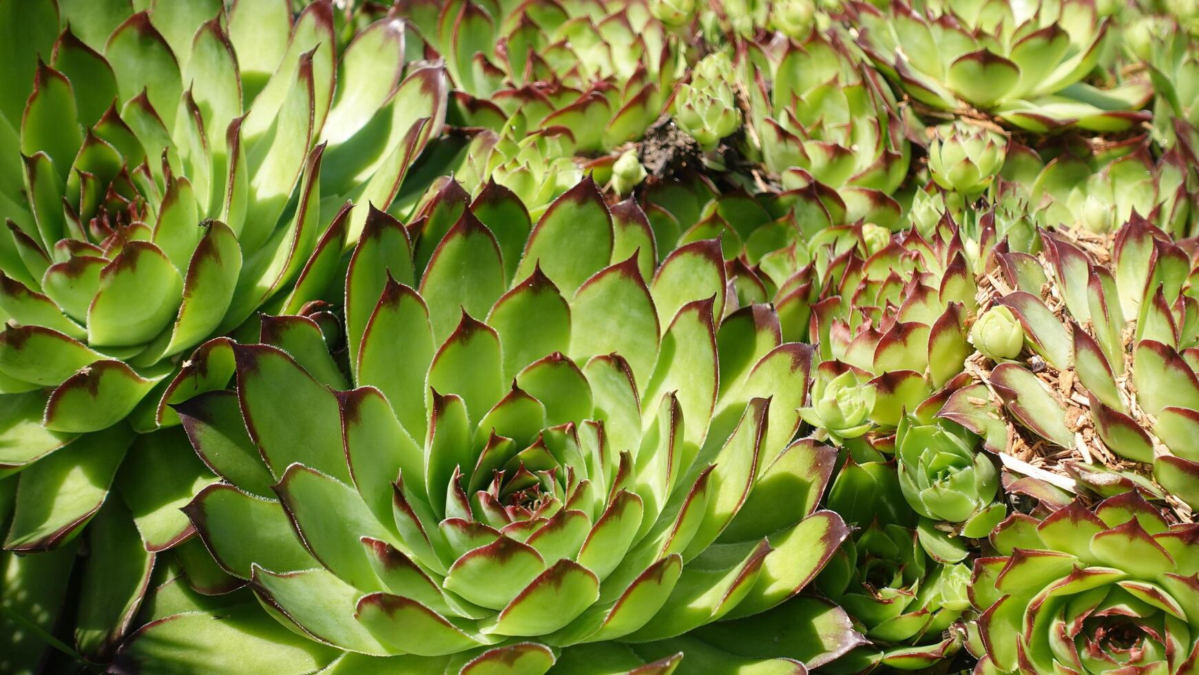 Sempervivum tectorum, commonly known as Common Houseleek or Hens and Chicks, is a hardy and versatile succulent native to Europe and Asia, An attractive succulent perennial on garden beds. photo