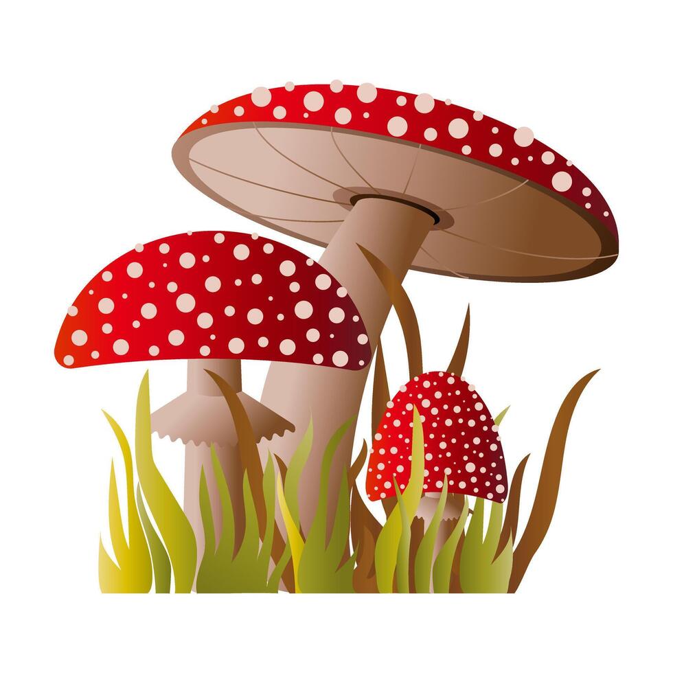 Composition of spotted poisonous fly agaric mushrooms with red caps on a white background. vector