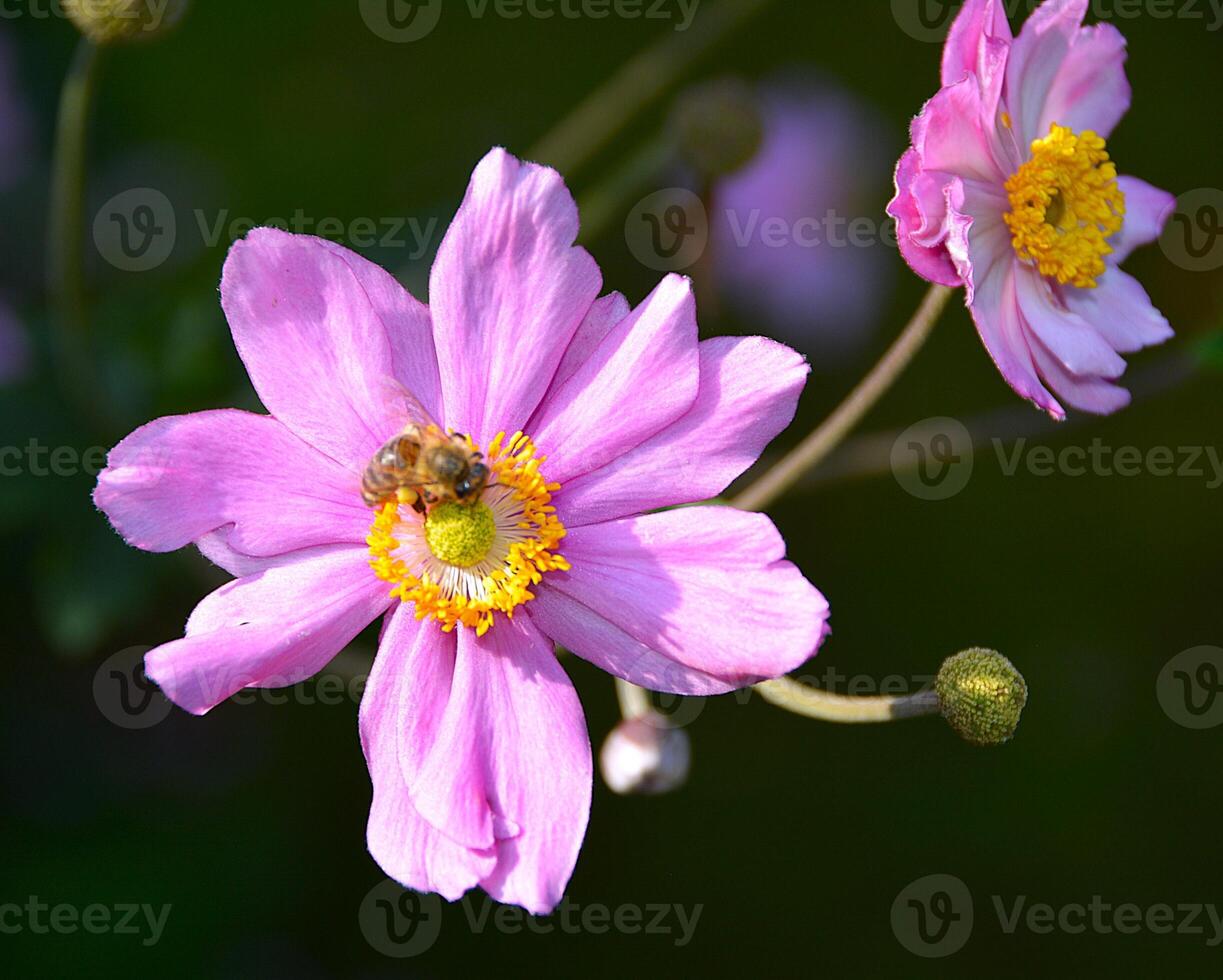 Photo Picture of Beautiful Blooming Flower Background