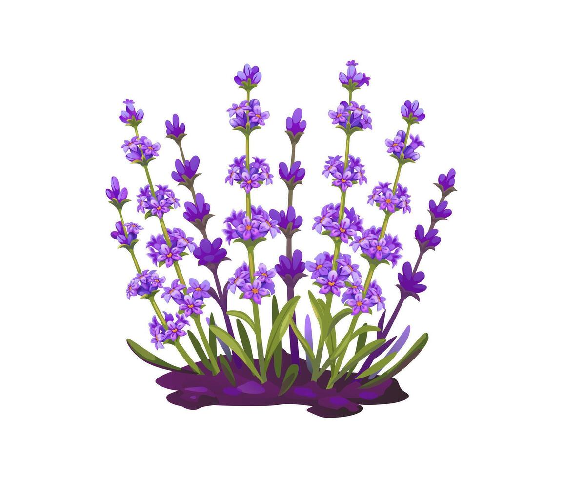 Cartoon lavender flowers in full bloom in a garden vector