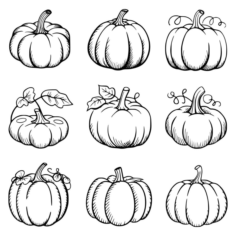 Diverse Collection of Hand-Drawn Pumpkin Illustrations Showcasing Unique Shapes and Designs, Perfect for Artistic Inspiration and Seasonal Decorations Highlighting the Variety of Stem vector