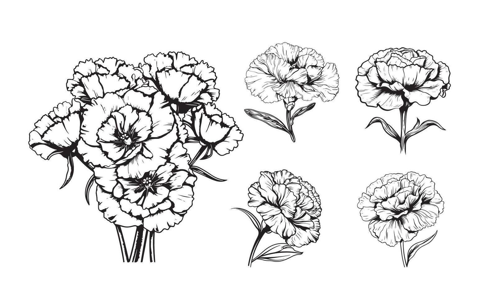 Carnation, flowers and leaves set, sketch illustration, hand drawn, black outline vector