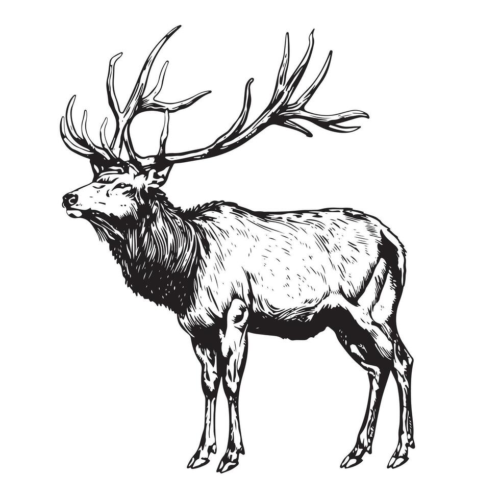 a deer, hand drawn in hunting style. illustration design. Vintage engraving of isolated deer. Handmade vector