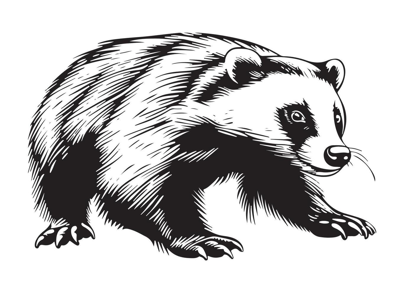 badger sketch graphics picture vector