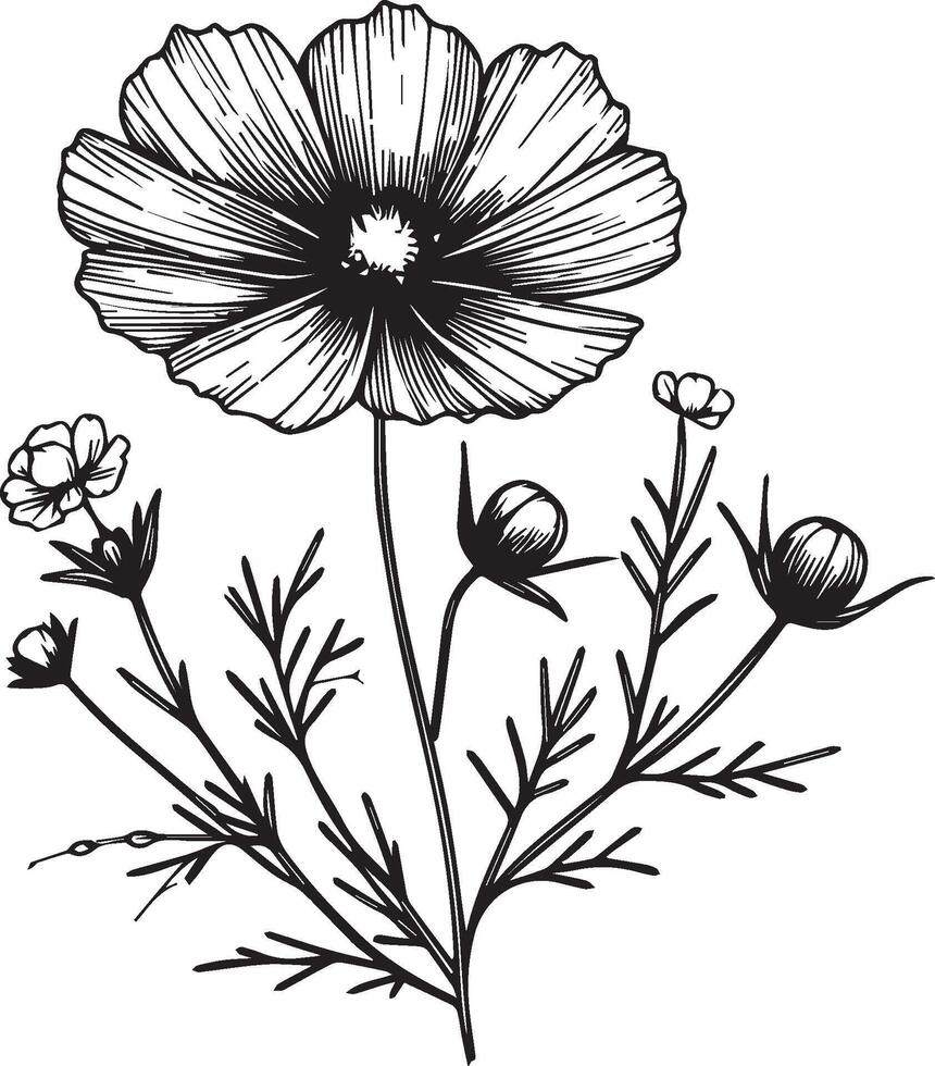 Hand-drawn periwinkle flower bouquet sketch illustration engraved ink art periwinkle botanical leaf branch collection isolated on white background coloring page and books vector